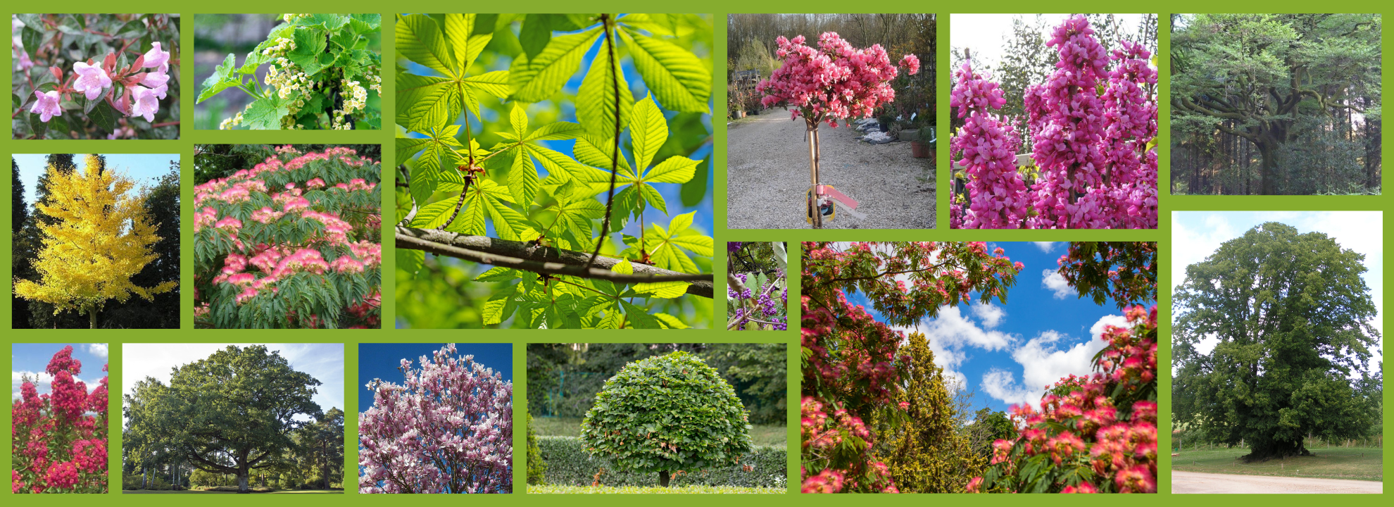 Arbres et Arbustes