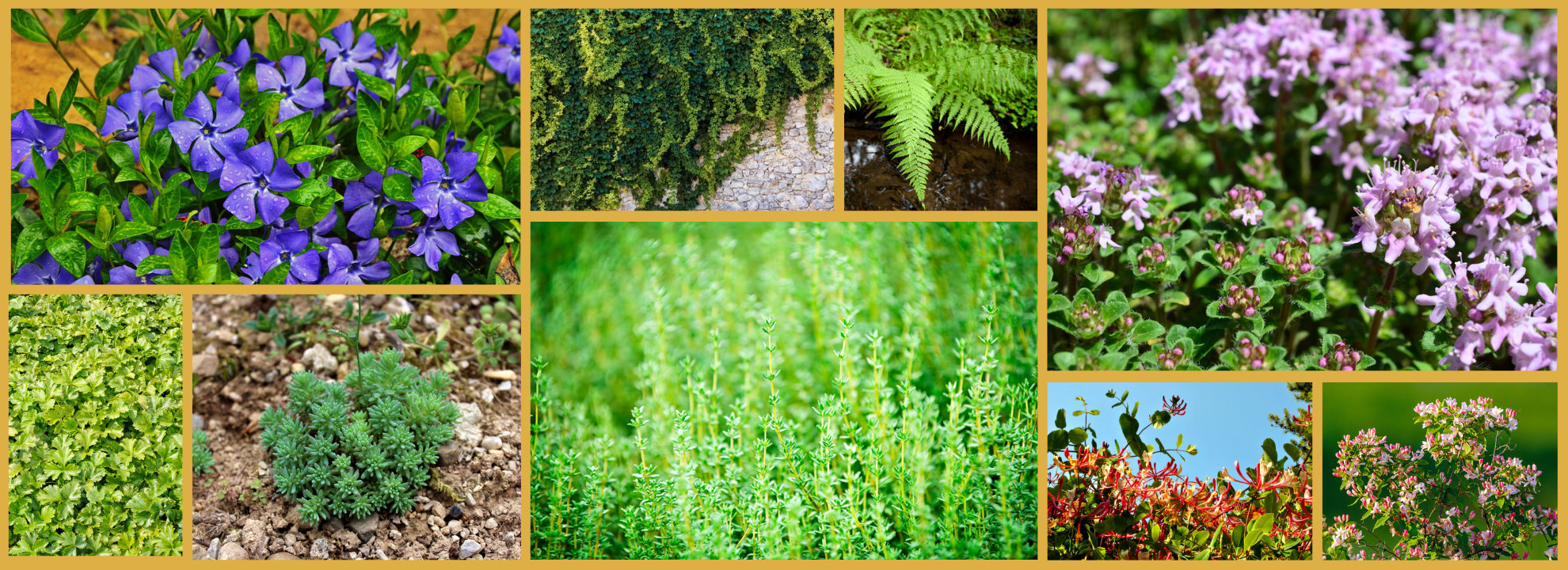 Plantes couvre sol