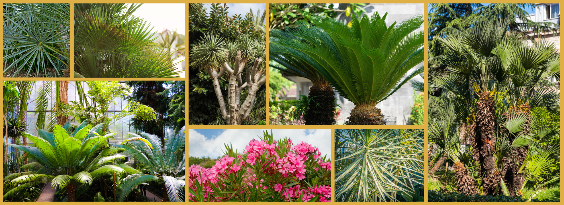 Plantes méditerranéennes