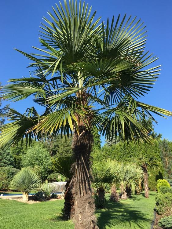 Trachycarpus fortunei