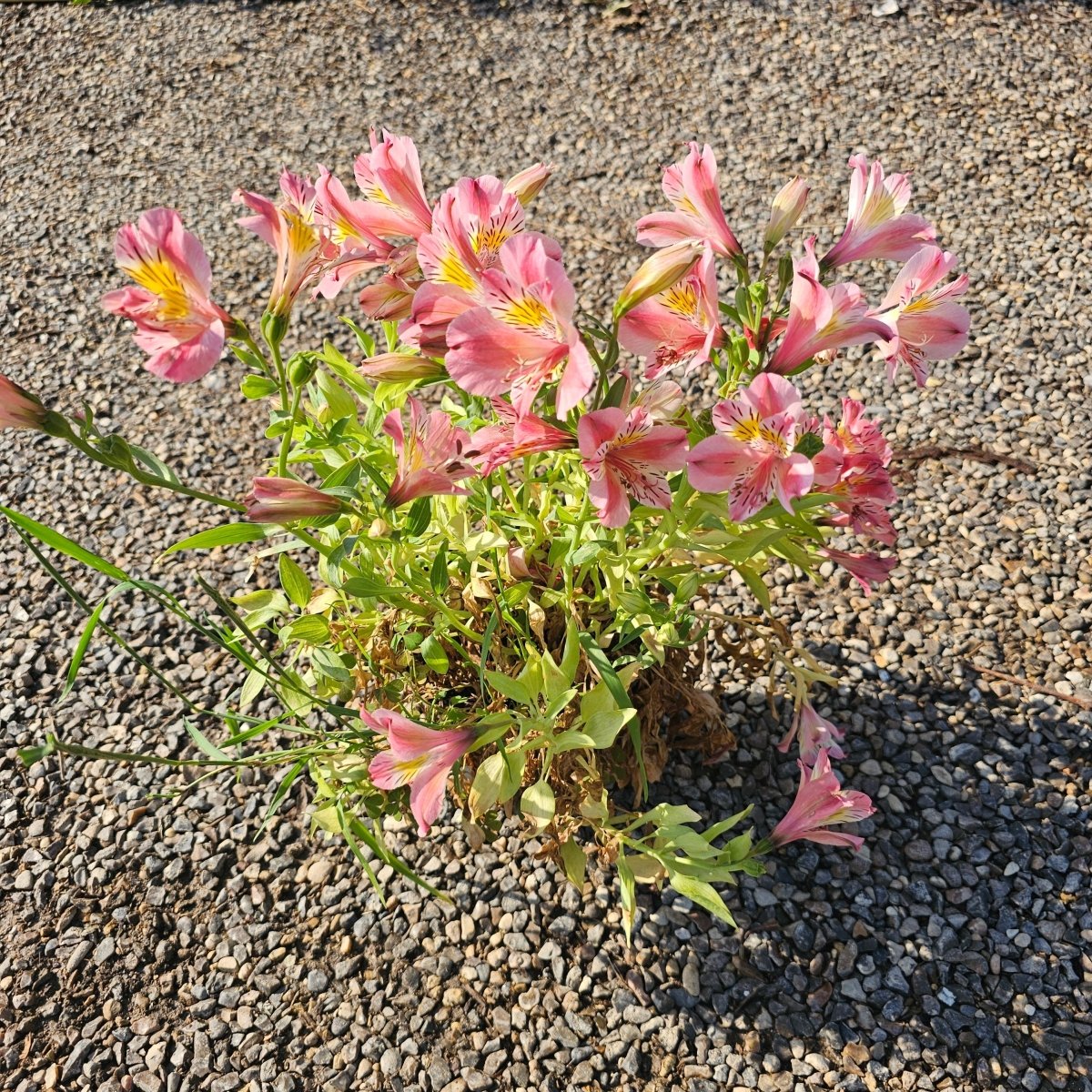 Alstroemeria - Pepinieres du Plessis-Luzarches
