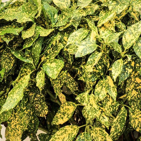 Aucuba du Japon 'Crotonifolia' - Pepinieres du Plessis-Luzarches