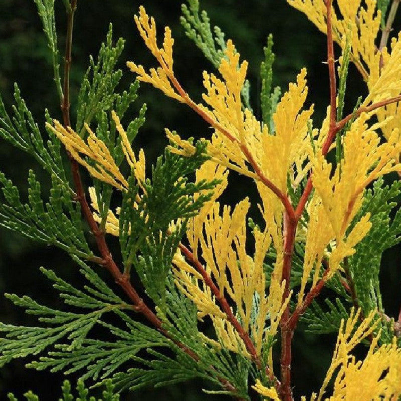 Calocedrus Decurrens Aureovariegata