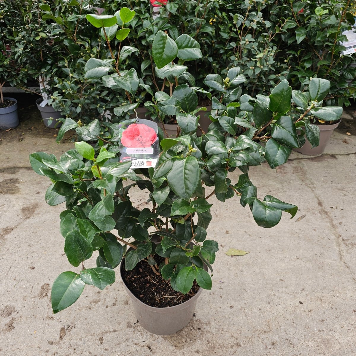 Camelia Japonica - Pepinieres du Plessis - Luzarches