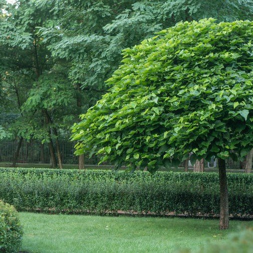 Catalpa commun - Pepinieres du Plessis-Luzarches