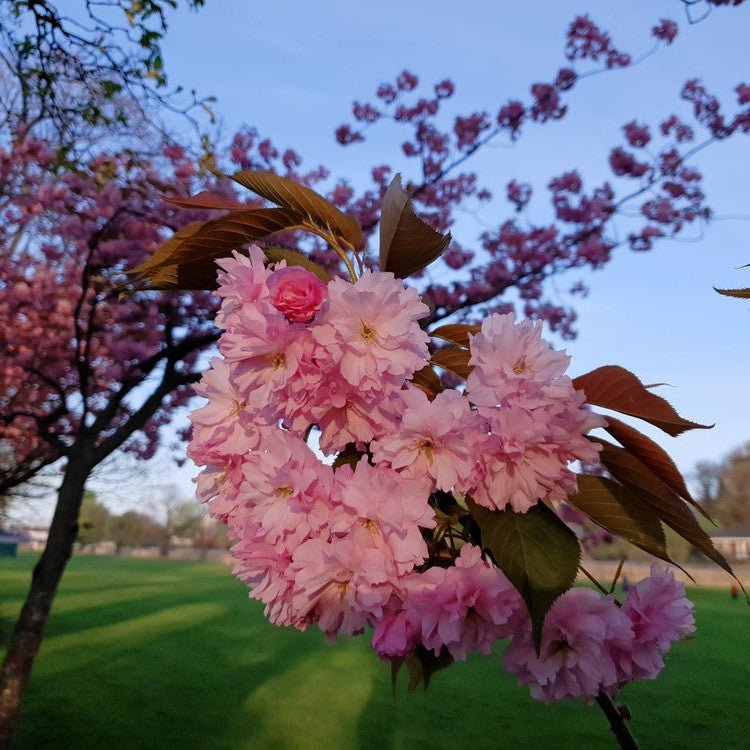 Cerisier à fleurs du Japon - Pepinieres du Plessis-Luzarches