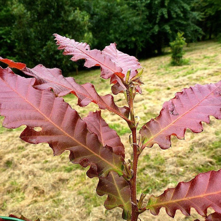 Chêne castaneifolia - Pepinieres du Plessis-Luzarches