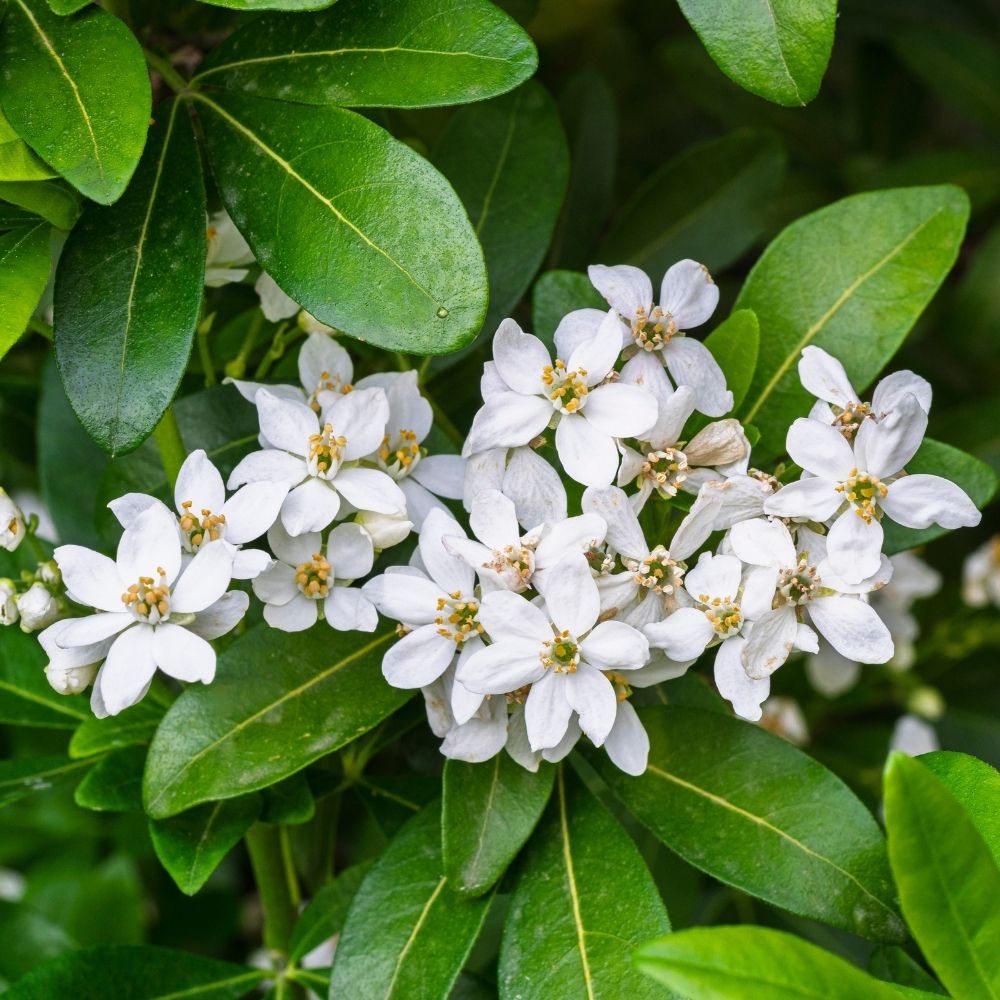 Choisya Ternata - Pepinieres du Plessis-Luzarches