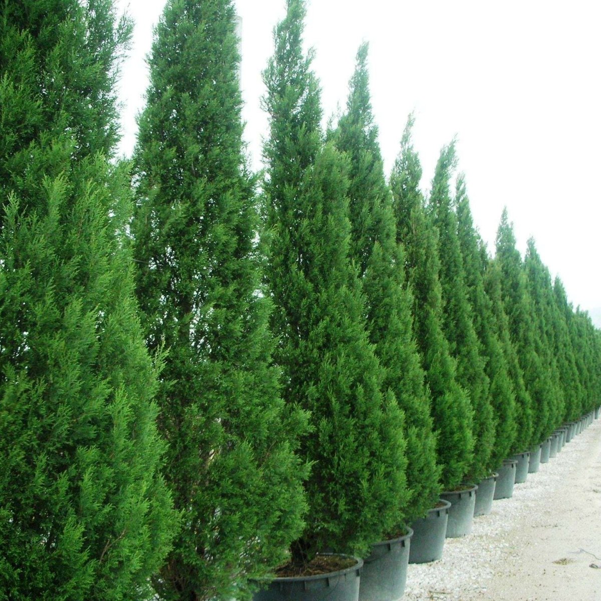 Cupressocyparis Leylandii 2001 - Pepinieres du Plessis-Luzarches