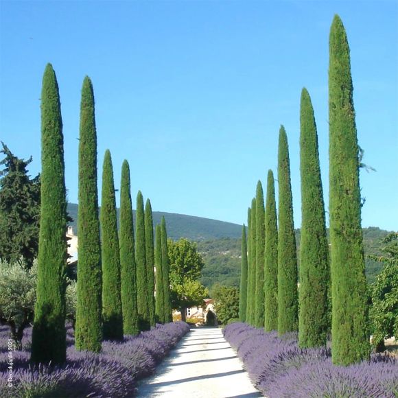 Cyprès de Provence - Pepinieres du Plessis-Luzarches