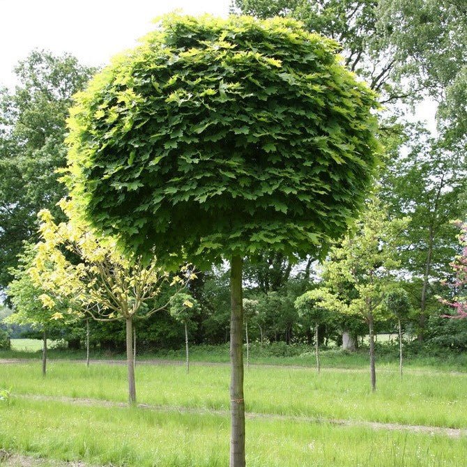 Erable boule - Pepinieres du Plessis-Luzarches