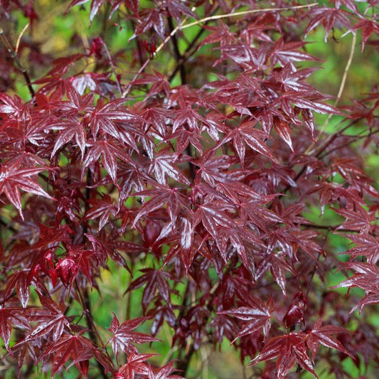 Érable du Japon 'Atropurpureum' - Pepinieres du Plessis - Luzarches