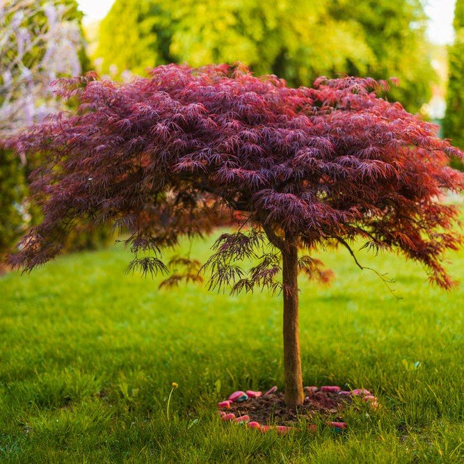 Érable du Japon 'Atropurpureum' - Pepinieres du Plessis - Luzarches