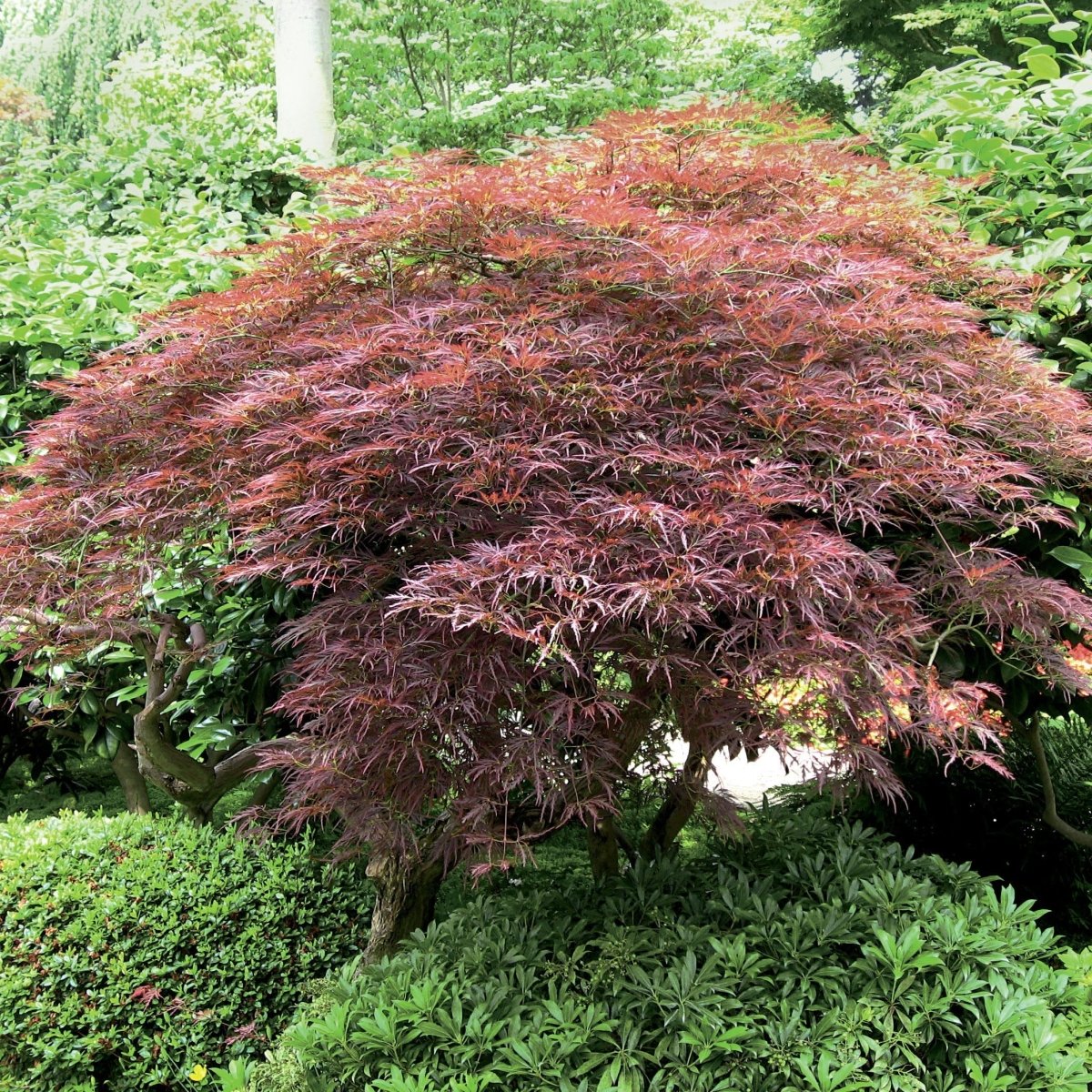 Érable du Japon 'Dissectum Garnet' - Pepinieres du Plessis - Luzarches