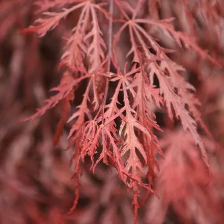 Érable du Japon 'Dissectum Garnet' - Pepinieres du Plessis - Luzarches