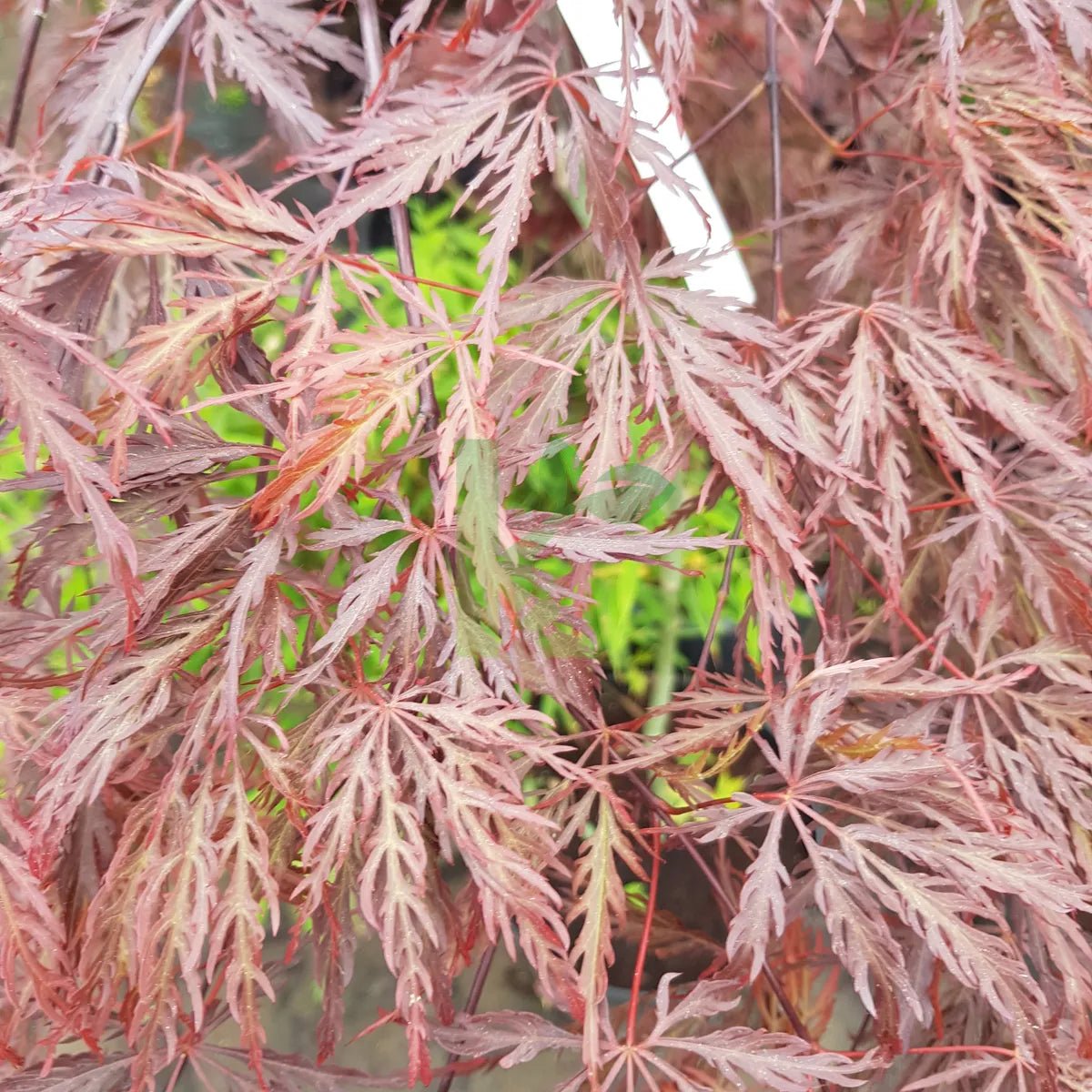 Érable du Japon 'Dissectum Garnet' - Pepinieres du Plessis - Luzarches