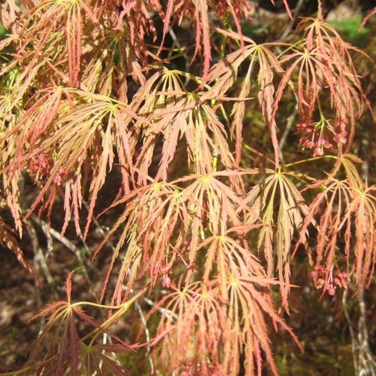 Érable du Japon 'Dissectum Garnet' - Pepinieres du Plessis - Luzarches