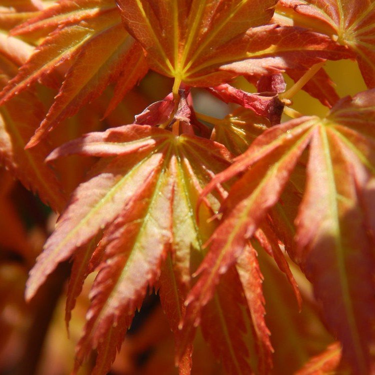 Erable du japon 'Orange Dream' - Pepinieres du Plessis-Luzarches