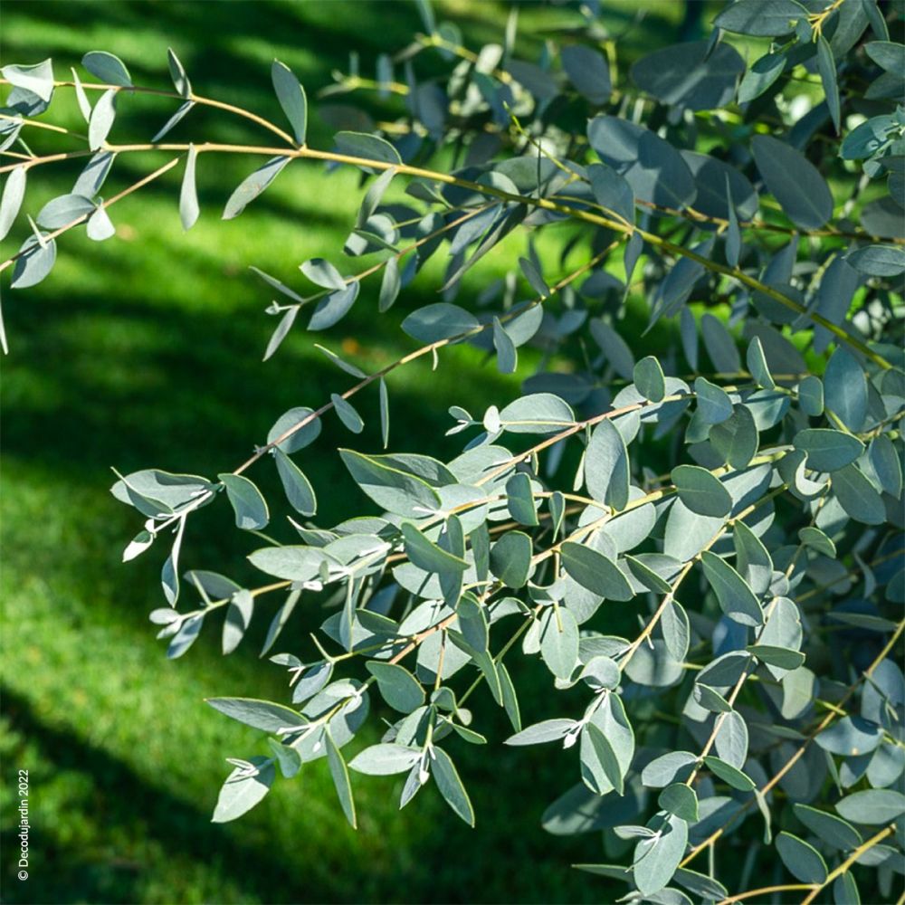 Eucalyptus Gunnii - Pepinieres du Plessis-Luzarches