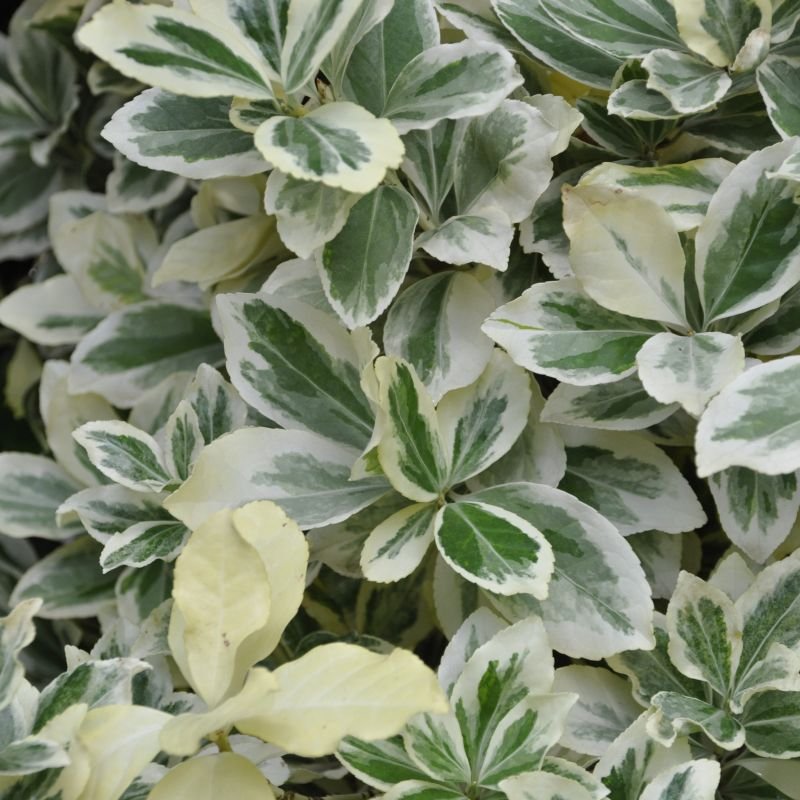 Euonymus Japonicus Emerald Président Gauthier - Pepinieres du Plessis-Luzarches