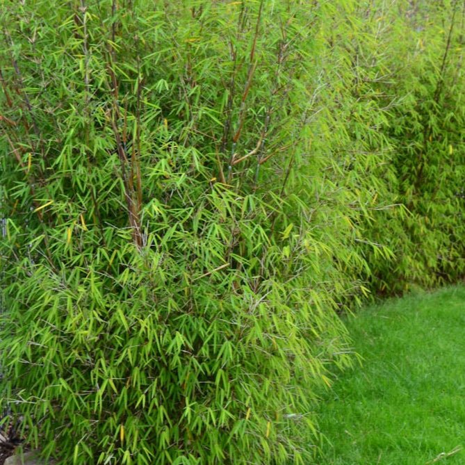 Fargesia Angustissima - Pepinieres du Plessis - Luzarches