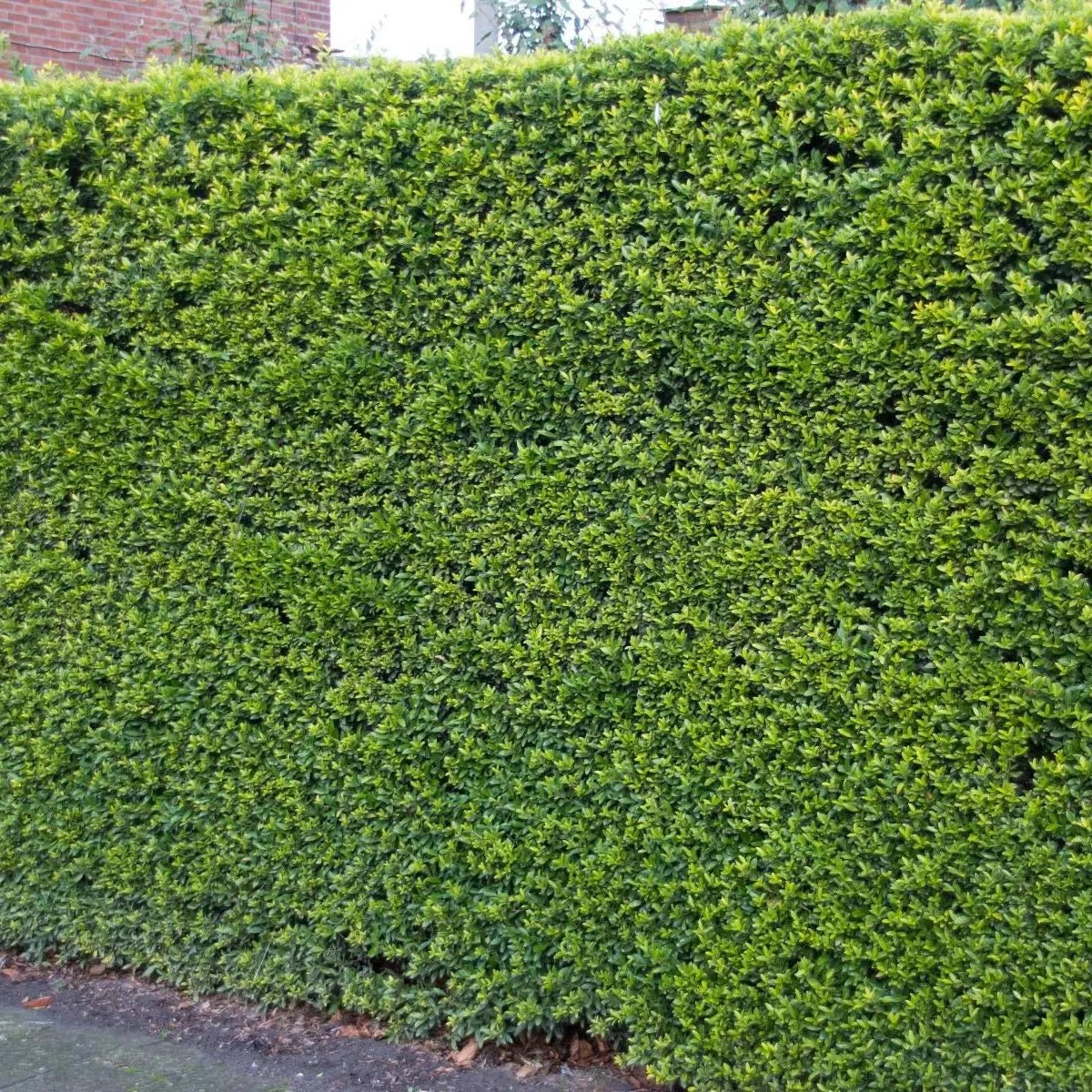 Houx crénelé 'Green Hedge' - Pepinieres du Plessis-Luzarches