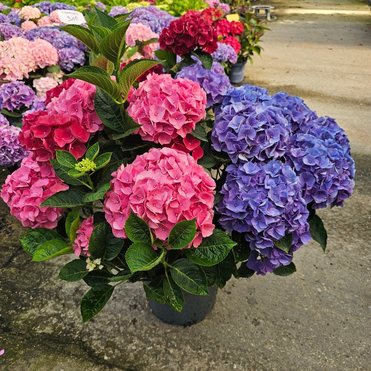 Hydrangea Macrophylla Trio - Pepinieres du Plessis-Luzarches