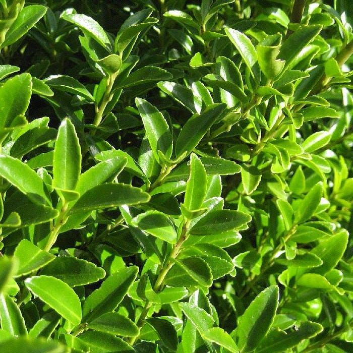 Ilex maximowicziana 'Kanehirae' - Pepinieres du Plessis-Luzarches