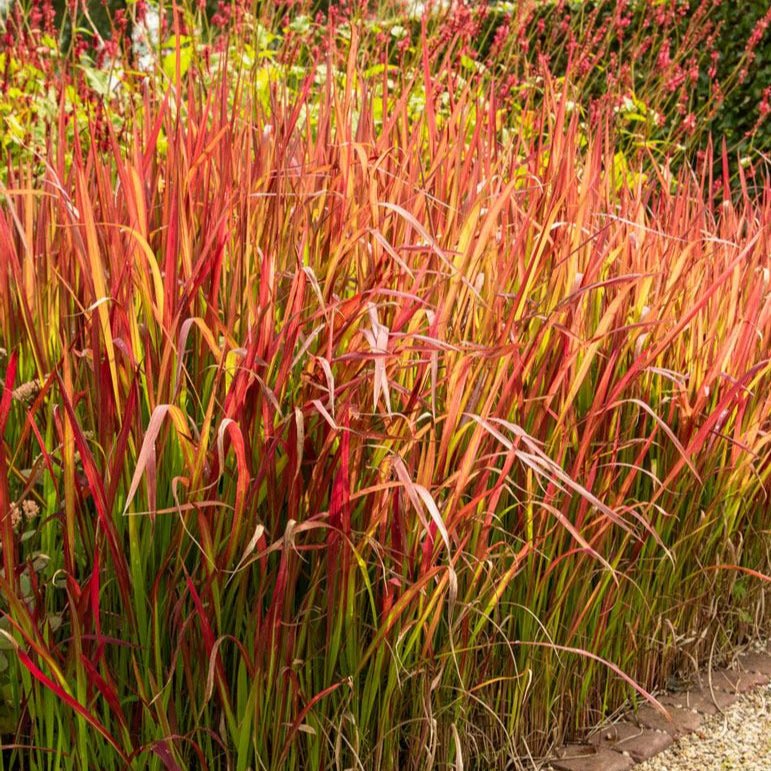 Imperata Red Baron - Pepinieres du Plessis - Luzarches