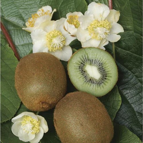 Kiwi Femelle - Pepinieres du Plessis-Luzarches