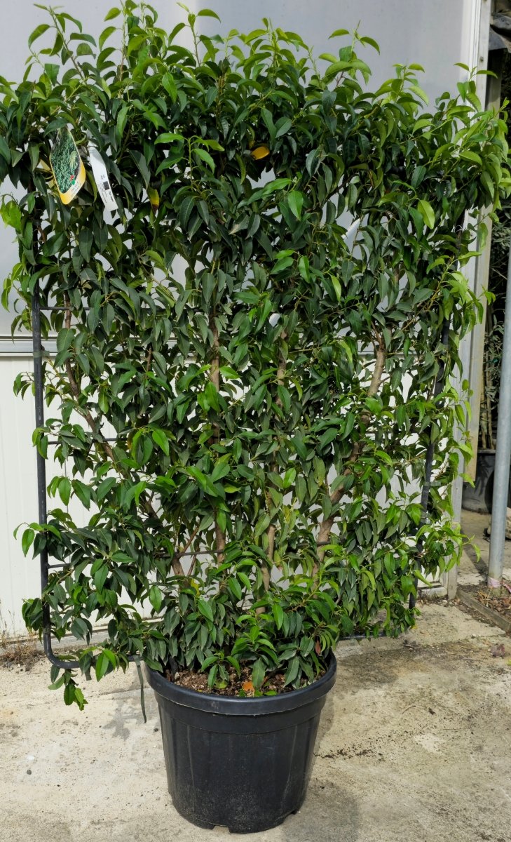 Laurier du Portugal - Pepinieres du Plessis - Luzarches