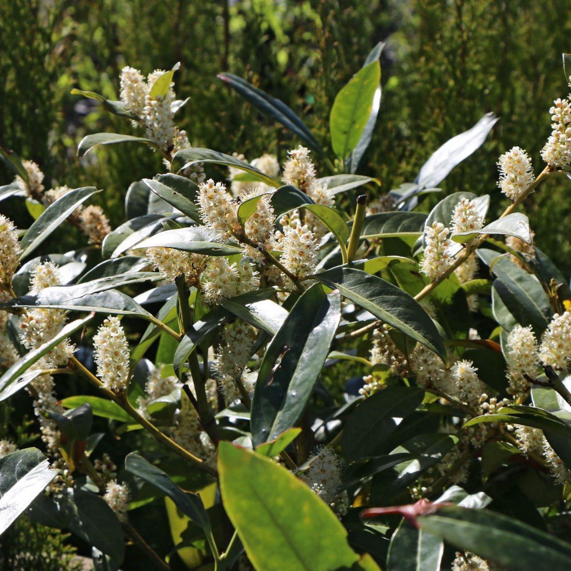 Laurier palme 'Herbergii' - Pepinieres du Plessis-Luzarches