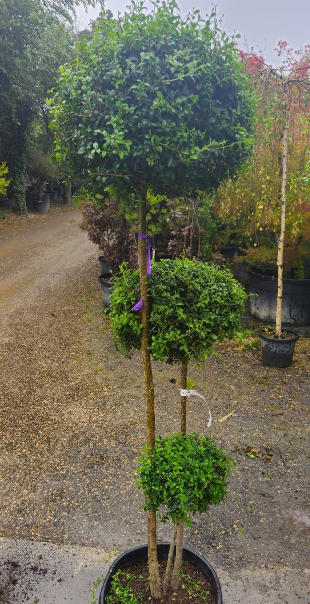 Ligustrum Jonandrum - Pepinieres du Plessis - Luzarches