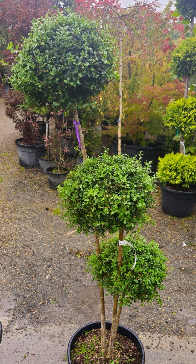 Ligustrum Jonandrum - Pepinieres du Plessis - Luzarches