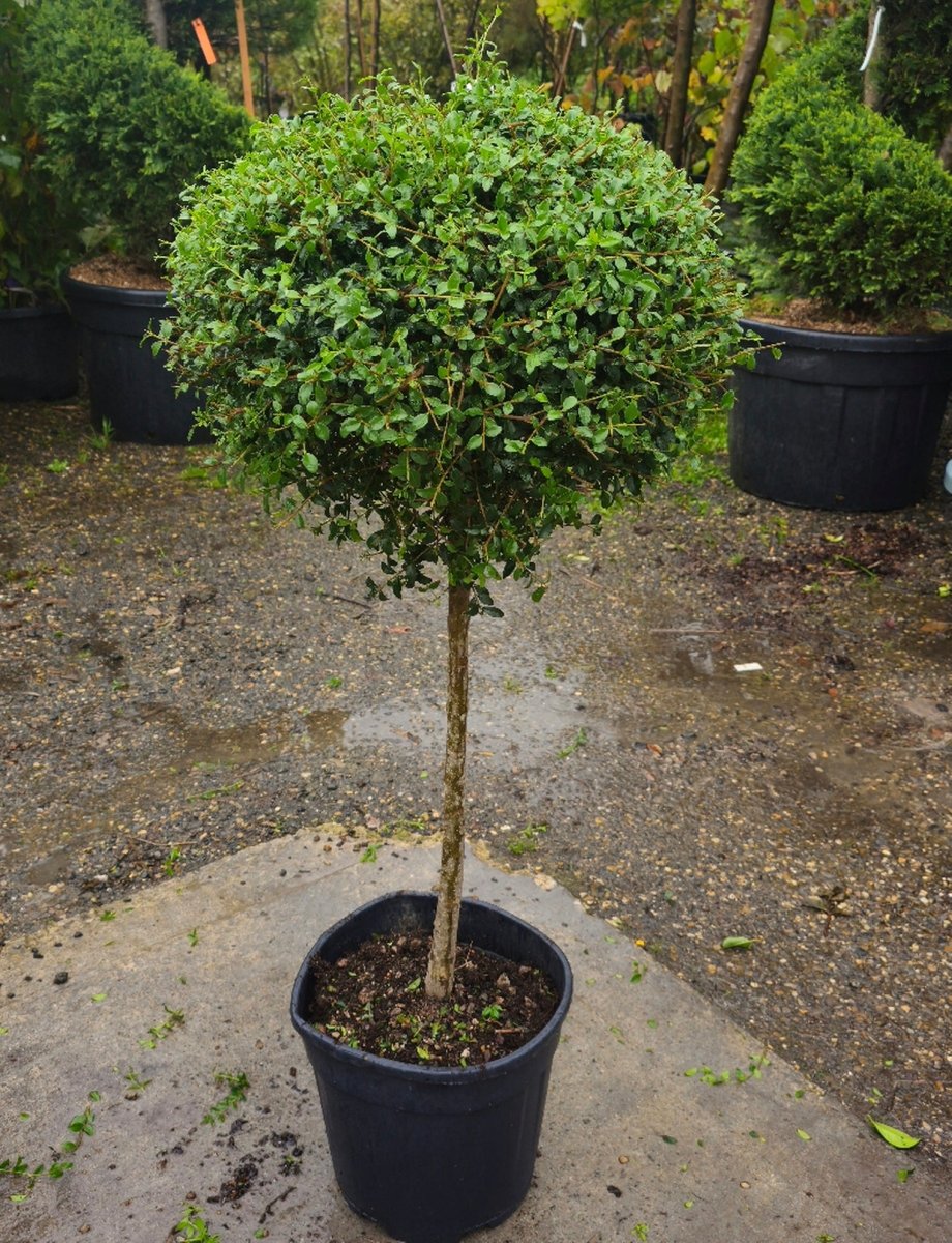 Ligustrum Jonandrum - Pepinieres du Plessis - Luzarches