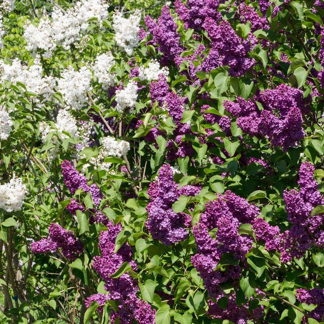 Lilas commun - Pepinieres du Plessis-Luzarches