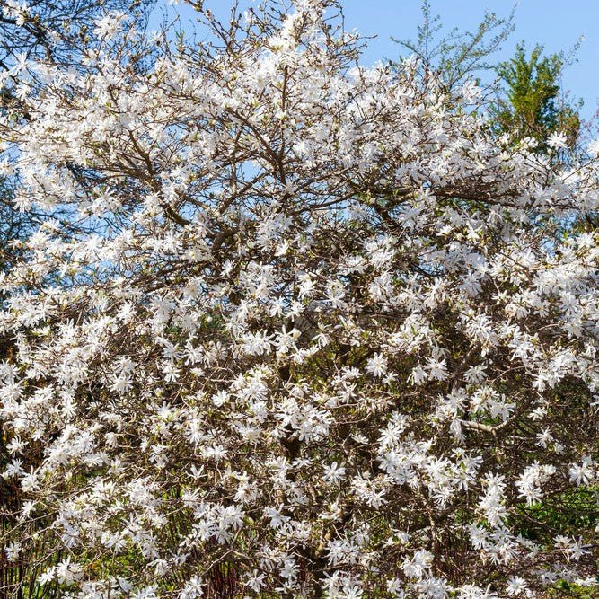 Magnolia étoilé - Pepinieres du Plessis-Luzarches