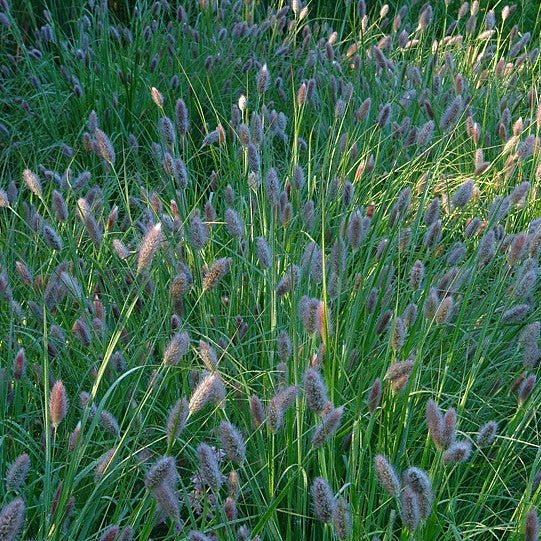 Pennisetum Messiacum 'Red Buttons' - Pepinieres du Plessis - Luzarches