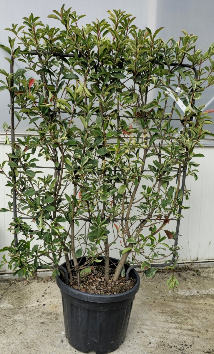 Photinia de Fraser (Pink Marble) - Pepinieres du Plessis - Luzarches