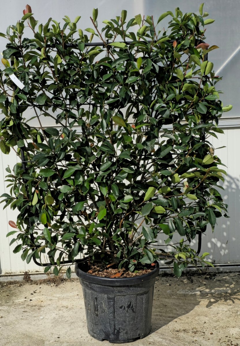Photinia 'Red Robin' - Pepinieres du Plessis - Luzarches