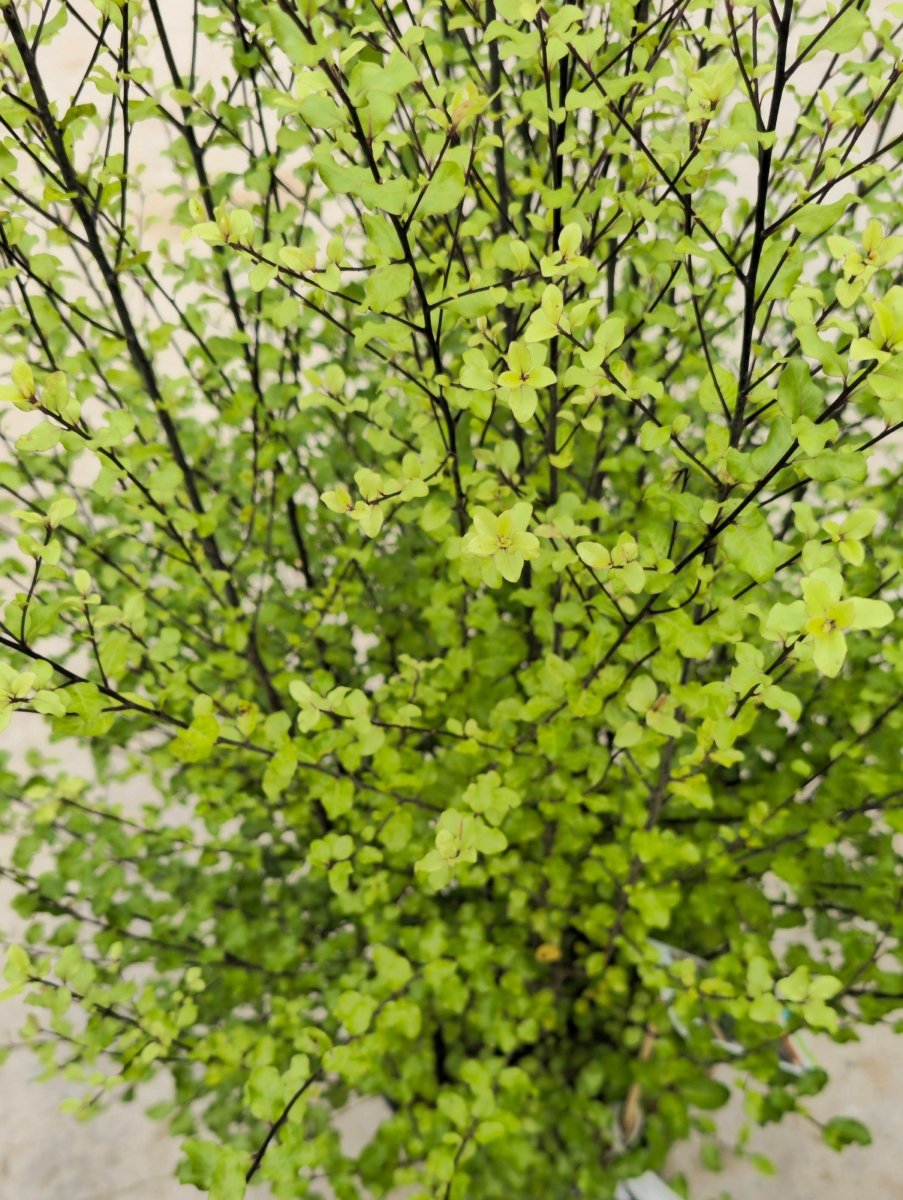 Pittospore à petites feuilles (Cratus) - Pepinieres du Plessis - Luzarches