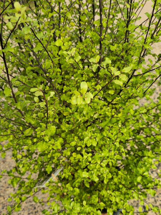 Pittospore à petites feuilles (Cratus) - Pepinieres du Plessis - Luzarches