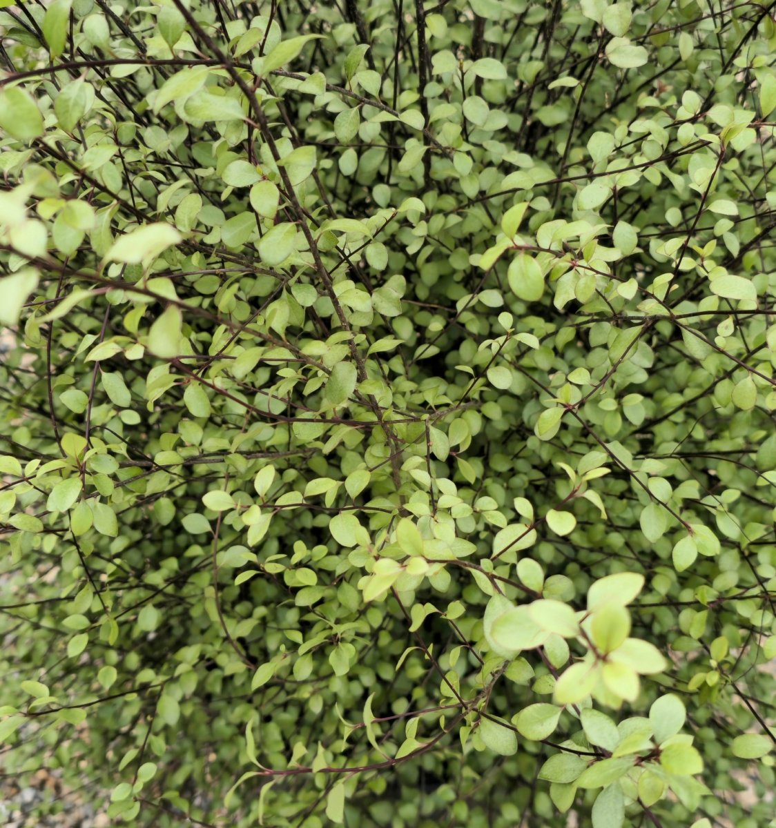Pittospore à petites feuilles (Green Elf) - Pepinieres du Plessis - Luzarches