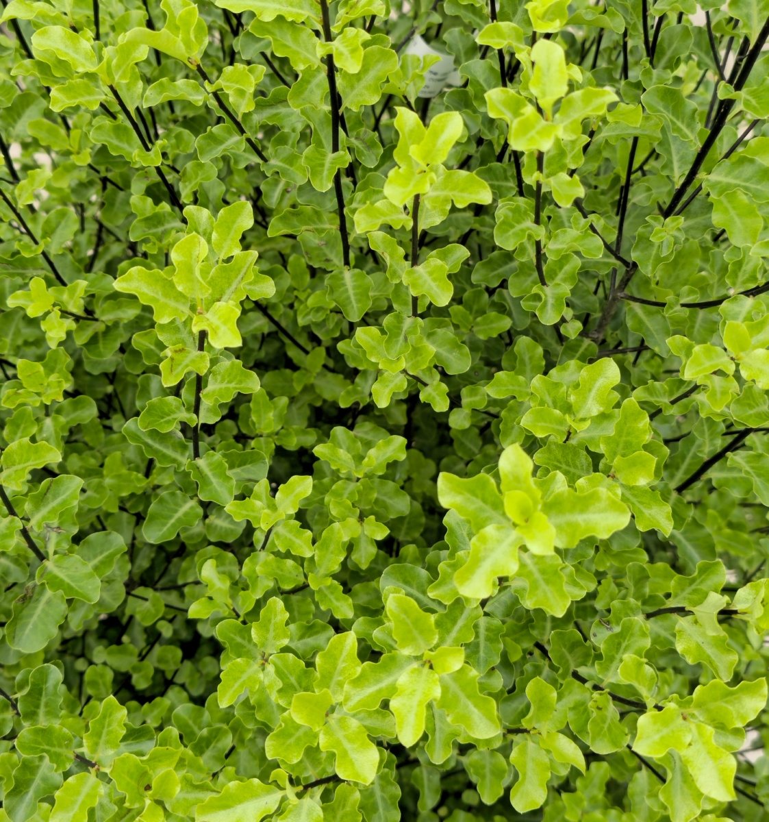 Pittosporum à petites feuilles (Mahi) - Pepinieres du Plessis - Luzarches