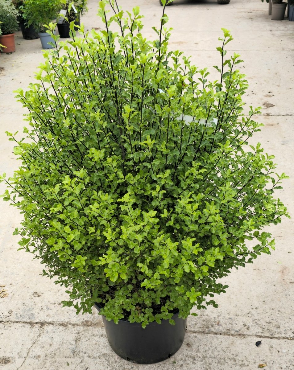 Pittosporum à petites feuilles (Mahi) - Pepinieres du Plessis - Luzarches