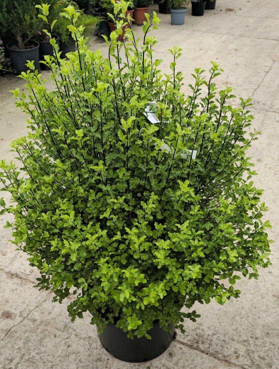 Pittosporum à petites feuilles (Mahi) - Pepinieres du Plessis - Luzarches