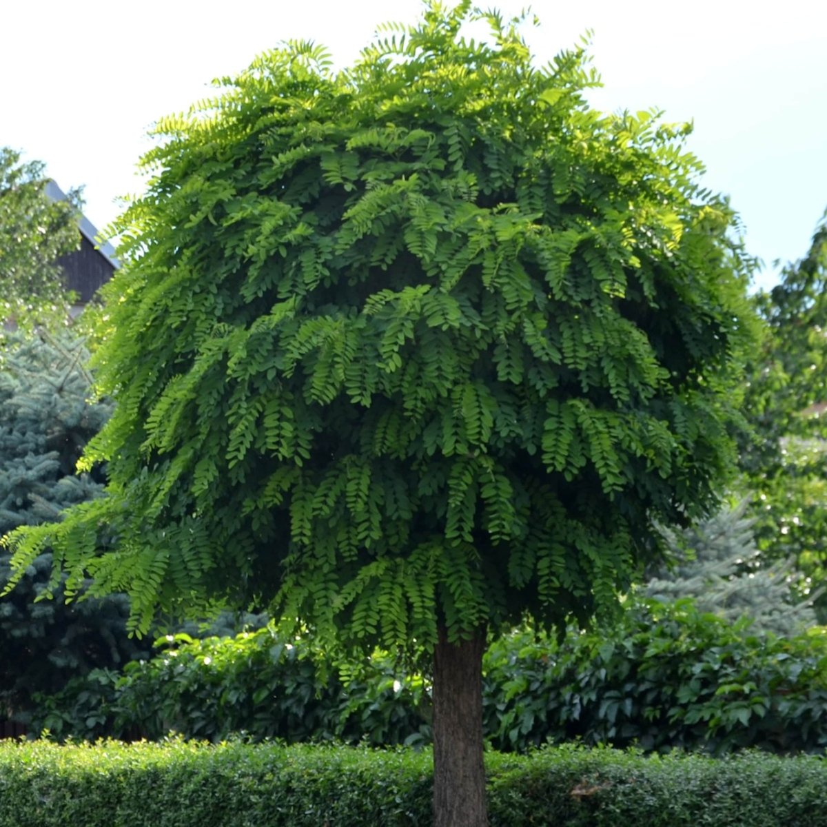 Robinier Faux Acacia 'Boule' - Pepinieres du Plessis-Luzarches