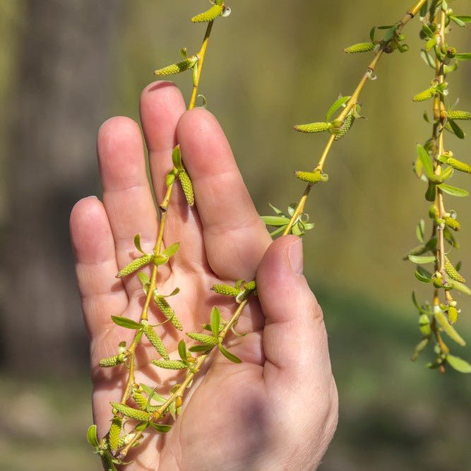 Saule pleureur à bois doré ou de Babylone - Pepinieres du Plessis-Luzarches