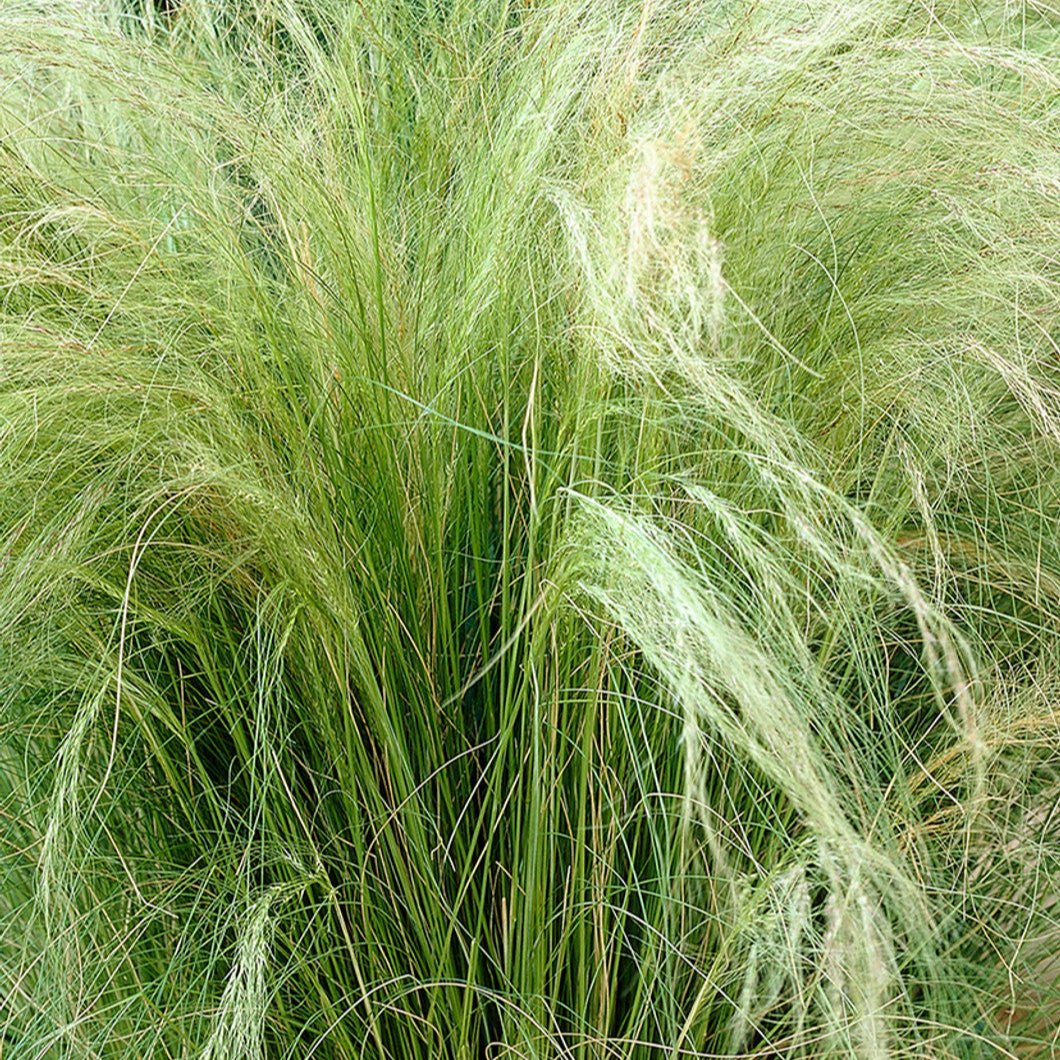 Stipa Tenuissima 'Pony Tails' - Pepinieres du Plessis - Luzarches