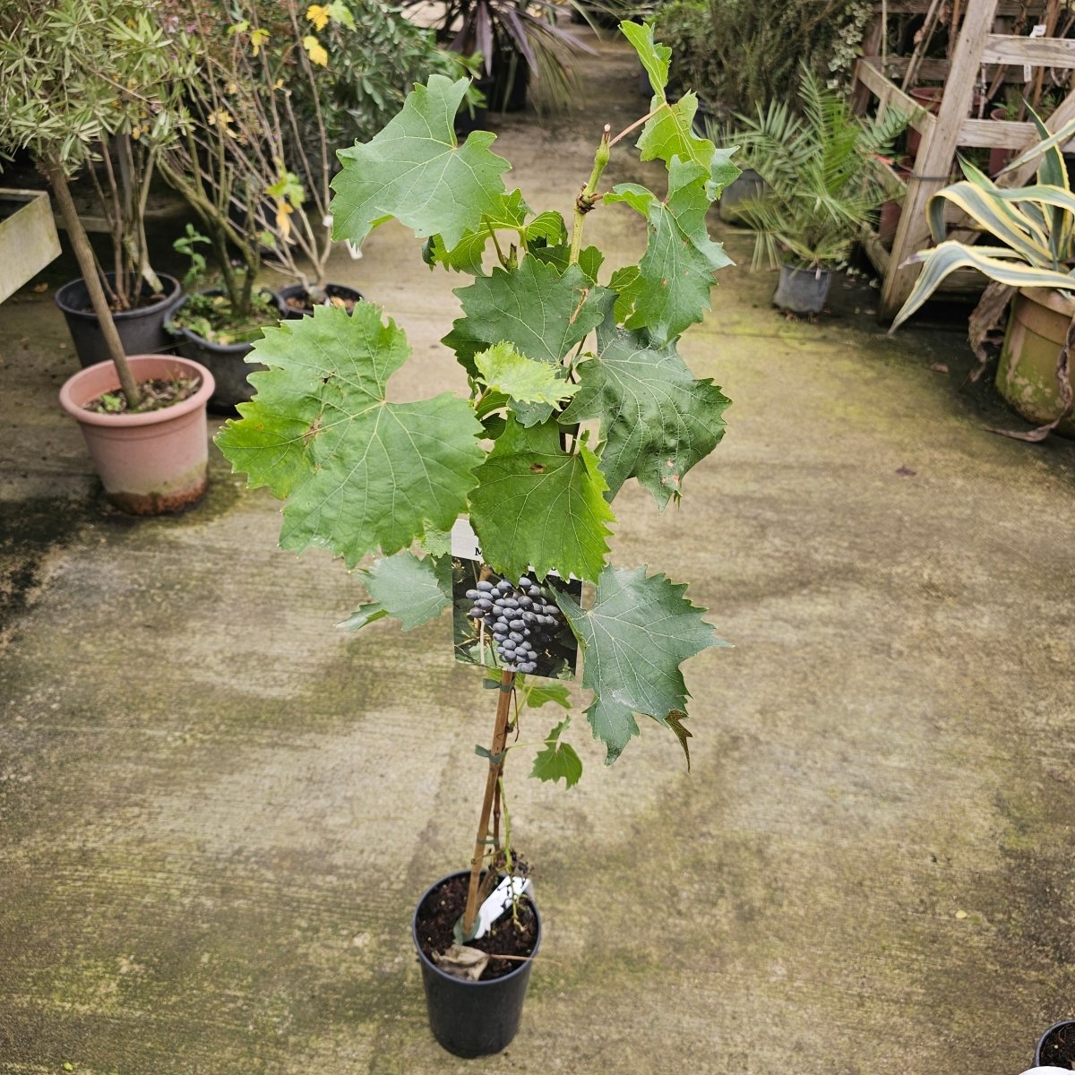 Vitis Muscat Bleu - Pepinieres du Plessis-Luzarches
